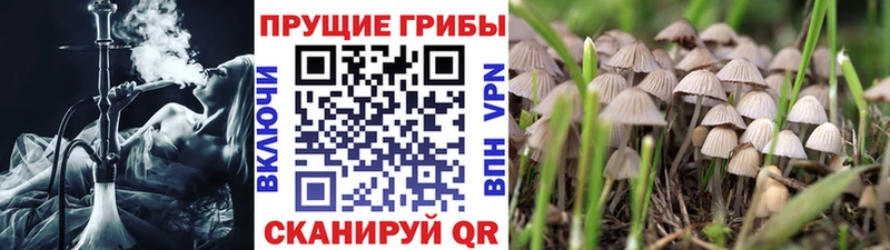 Купить  Зарайск  Псилоцибиновые грибы Cubensis 
